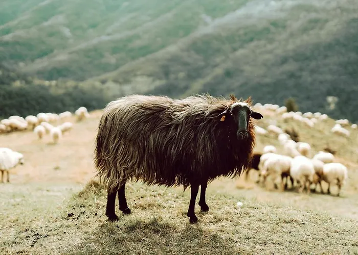 De Montana Alojamento de Turismo Rural