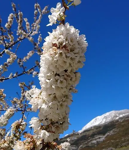 De Montana * Lamiana