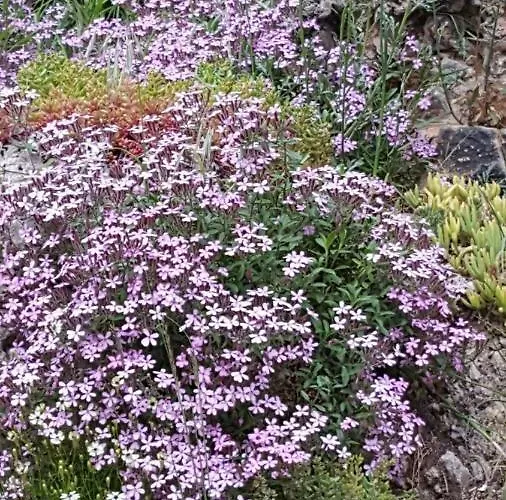 Alojamento de Turismo Rural De Montana Lamiana