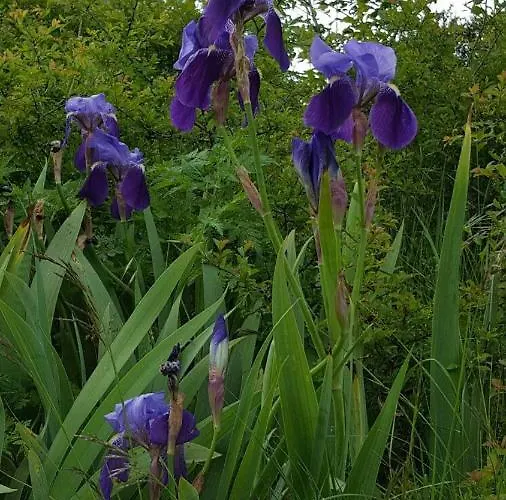 De Montana * Lamiana